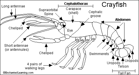 labeled diagram of a crayfish