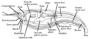 labeled diagram of a crayfish