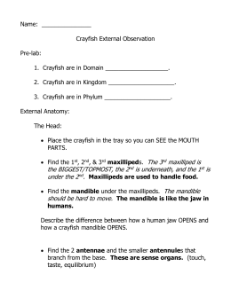 labeled diagram of a crayfish
