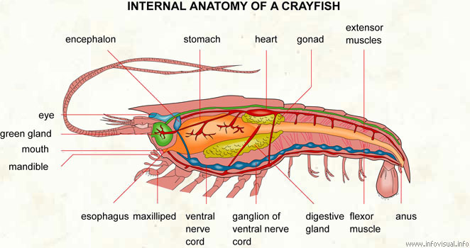 labeled diagram of a crayfish