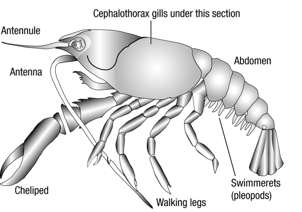 labeled diagram of a crayfish