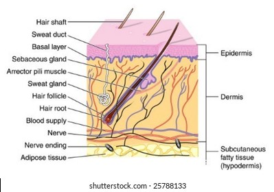 labeled hair follicle diagram