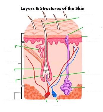 labeled hair follicle diagram