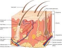 labeled hair follicle diagram