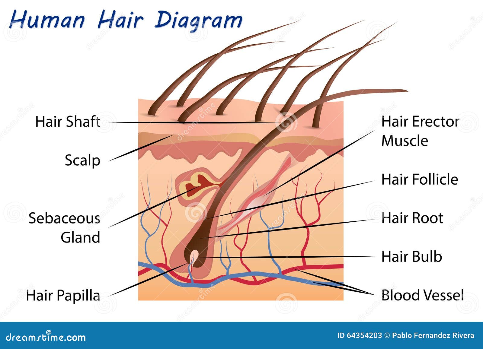 labeled hair follicle diagram