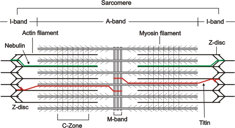 labeled sarcomere diagram