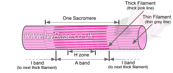 labeled sarcomere diagram
