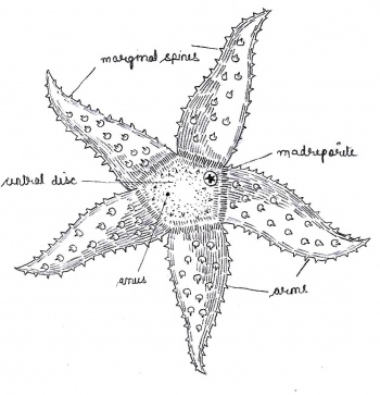 labeled starfish diagram