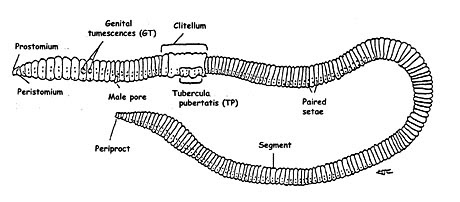 labelled diagram of earthworm