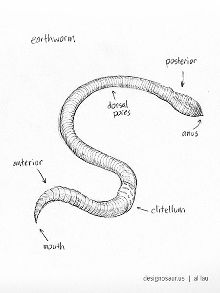 labelled diagram of earthworm