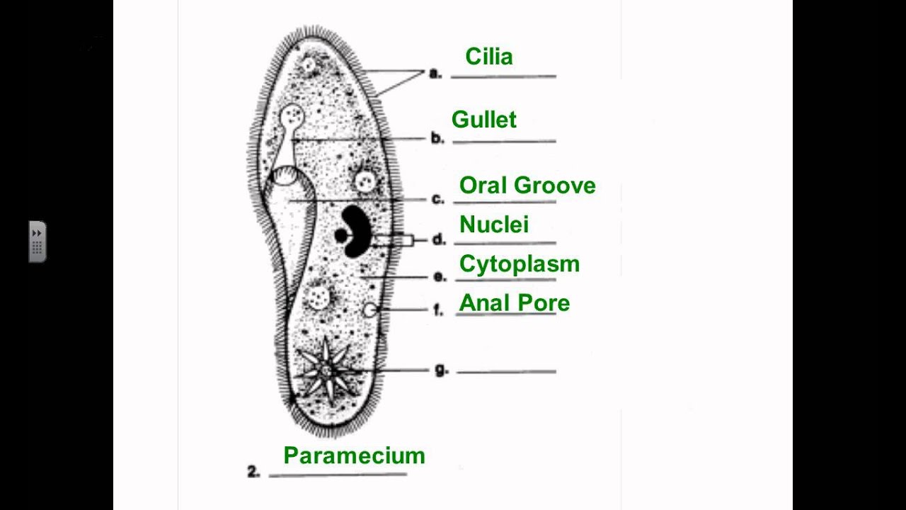 labelled diagram of euglena