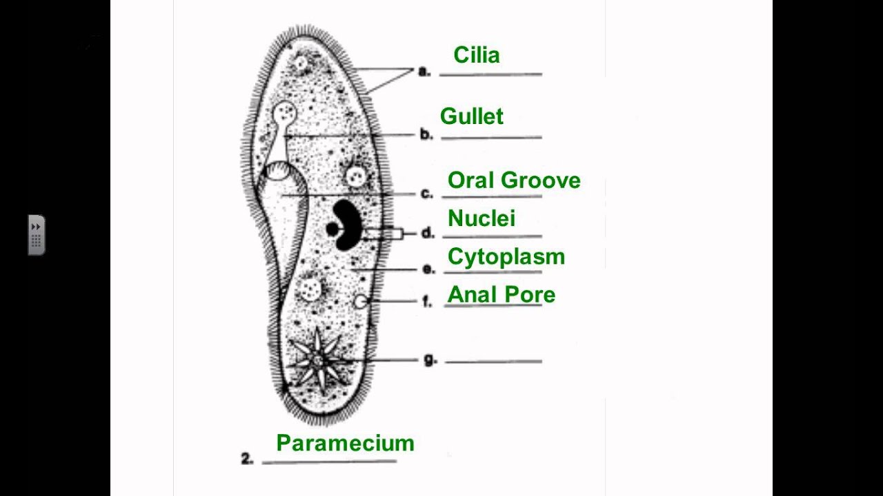 Labelled Diagram Of Euglena