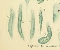 labelled diagram of euglena