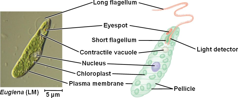 labelled diagram of euglena