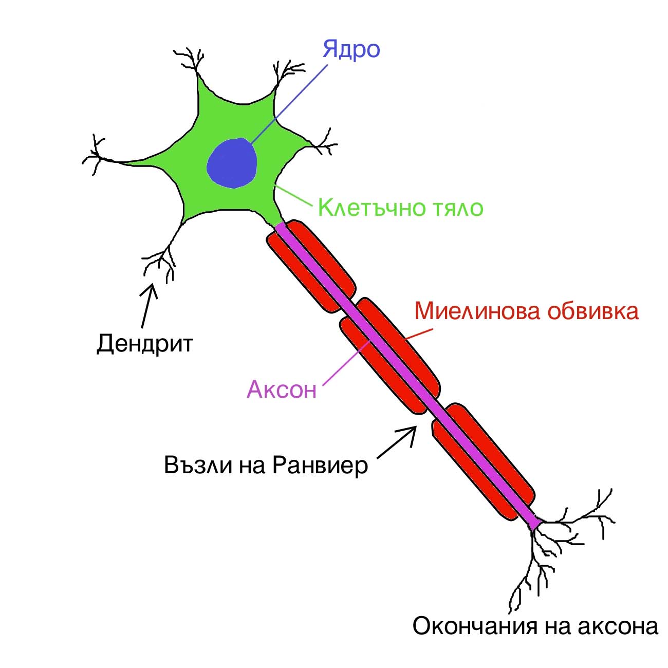 labelled diagram of motor neuron