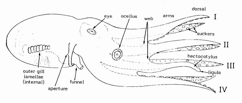 labelled diagram of octopus