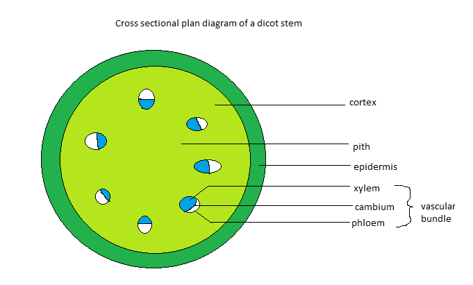 labelled diagram of stomata