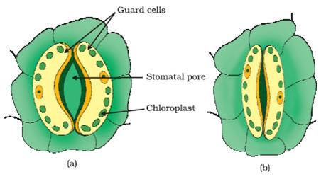 labelled diagram of stomata