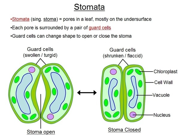labelled diagram of stomata