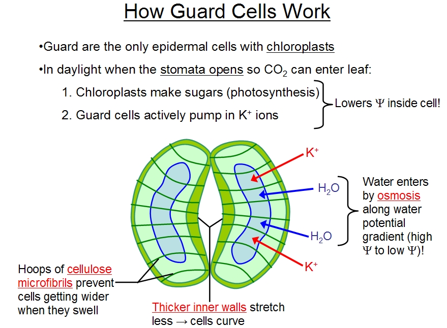 labelled diagram of stomata