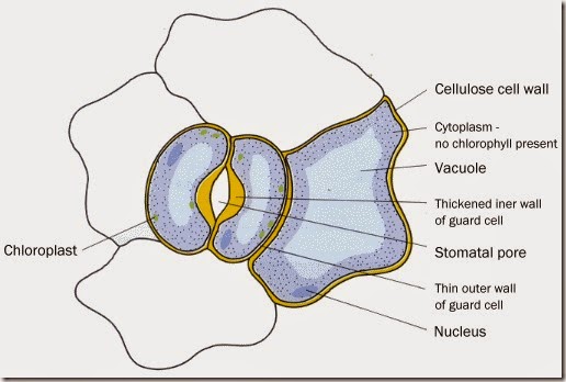 labelled diagram of stomata