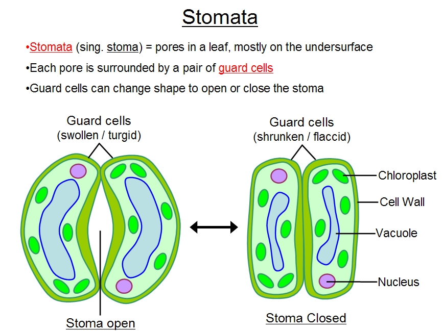 labelled diagram of stomata