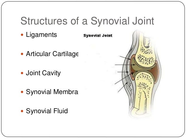 labelled diagram of synovial joint