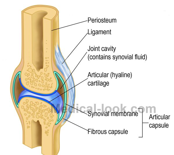labelled diagram of synovial joint
