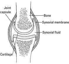 labelled diagram of synovial joint