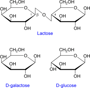 lactose and lactase reaction diagram