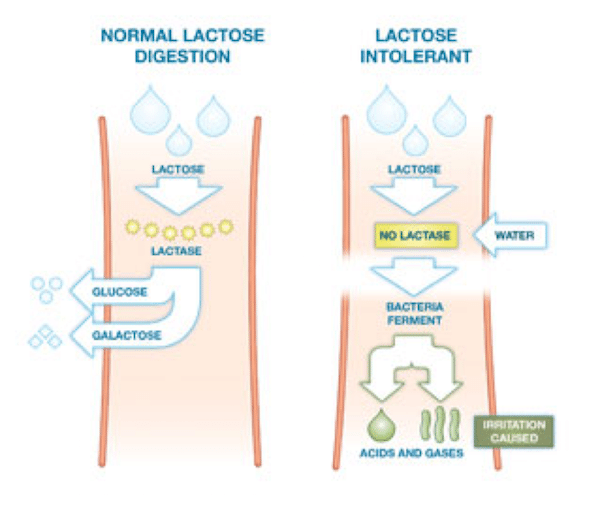 lactose and lactase reaction diagram
