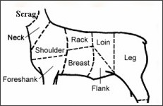 lamb shank diagram