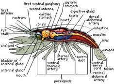 life cycle of a crayfish diagram