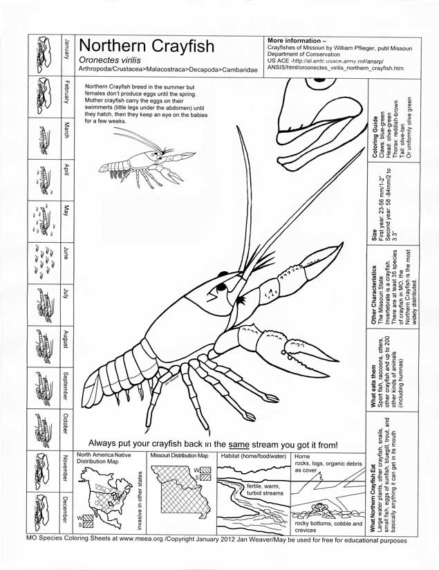 life cycle of a crayfish diagram