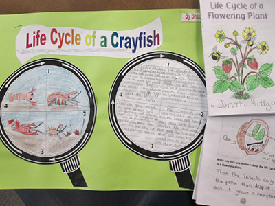 life cycle of a crayfish diagram