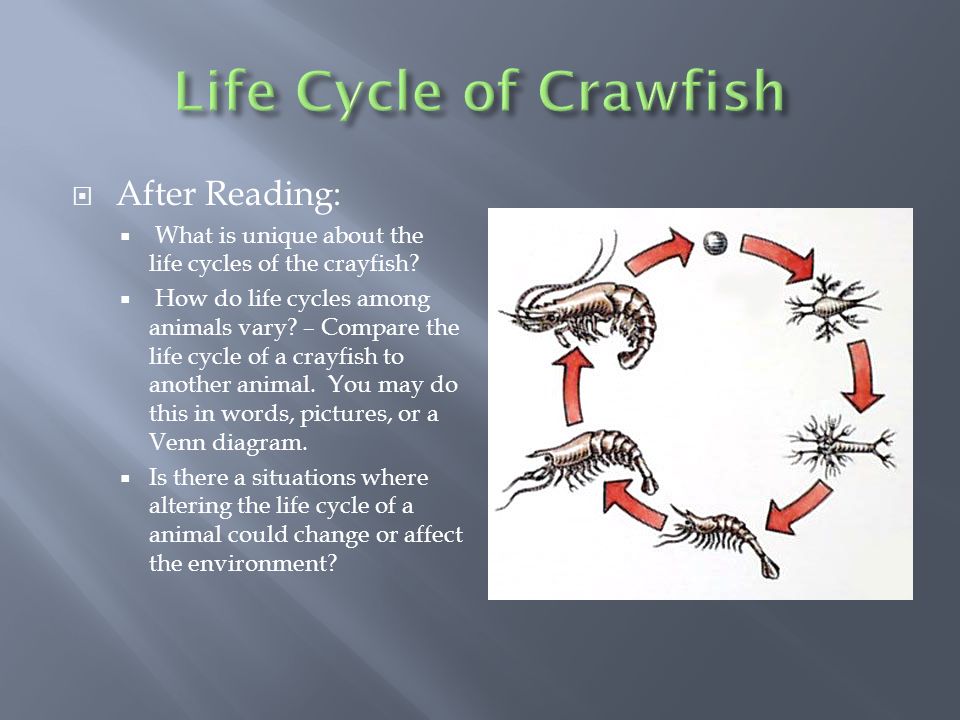 life cycle of a crayfish diagram
