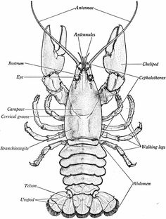 life cycle of a crayfish diagram