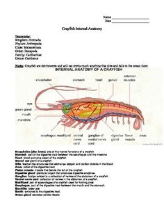 life cycle of a crayfish diagram