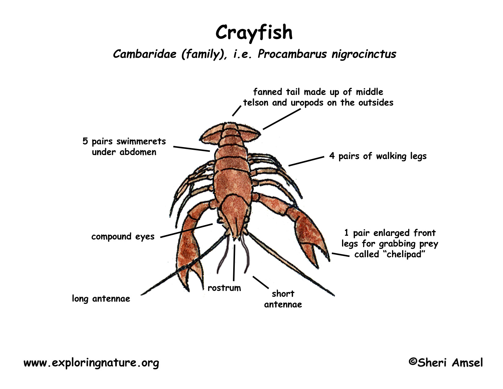 life cycle of a crayfish diagram