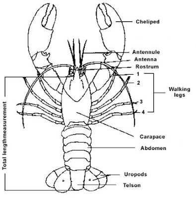 life cycle of a crayfish diagram