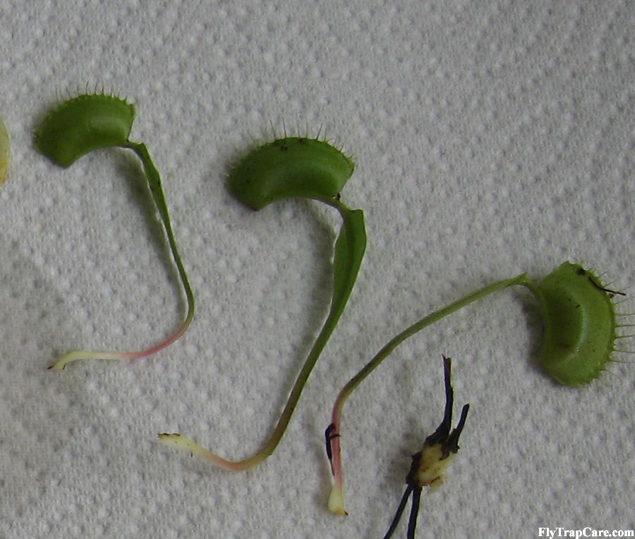 life cycle of a venus fly trap diagram