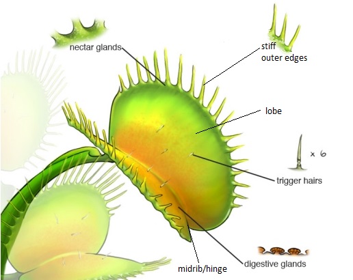 life cycle of a venus fly trap diagram
