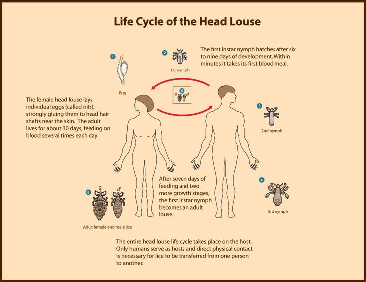 life cycle of head lice diagram