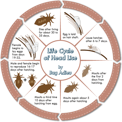 life cycle of head lice diagram