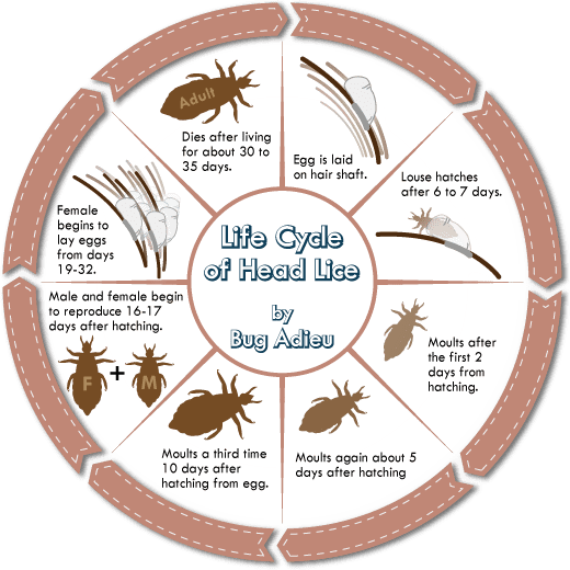 Life Cycle Of Head Lice Diagram