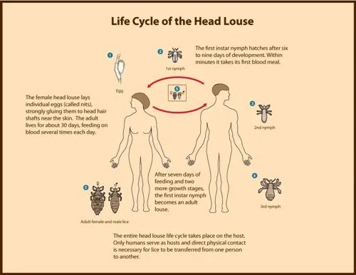 life cycle of head lice diagram