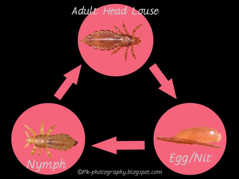 life cycle of head lice diagram