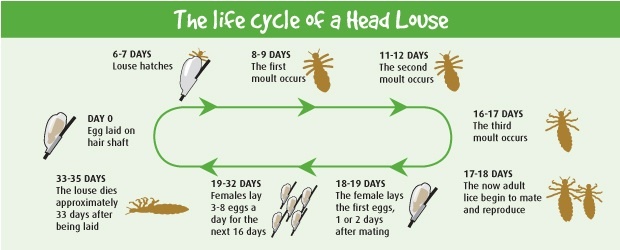 life cycle of head lice diagram