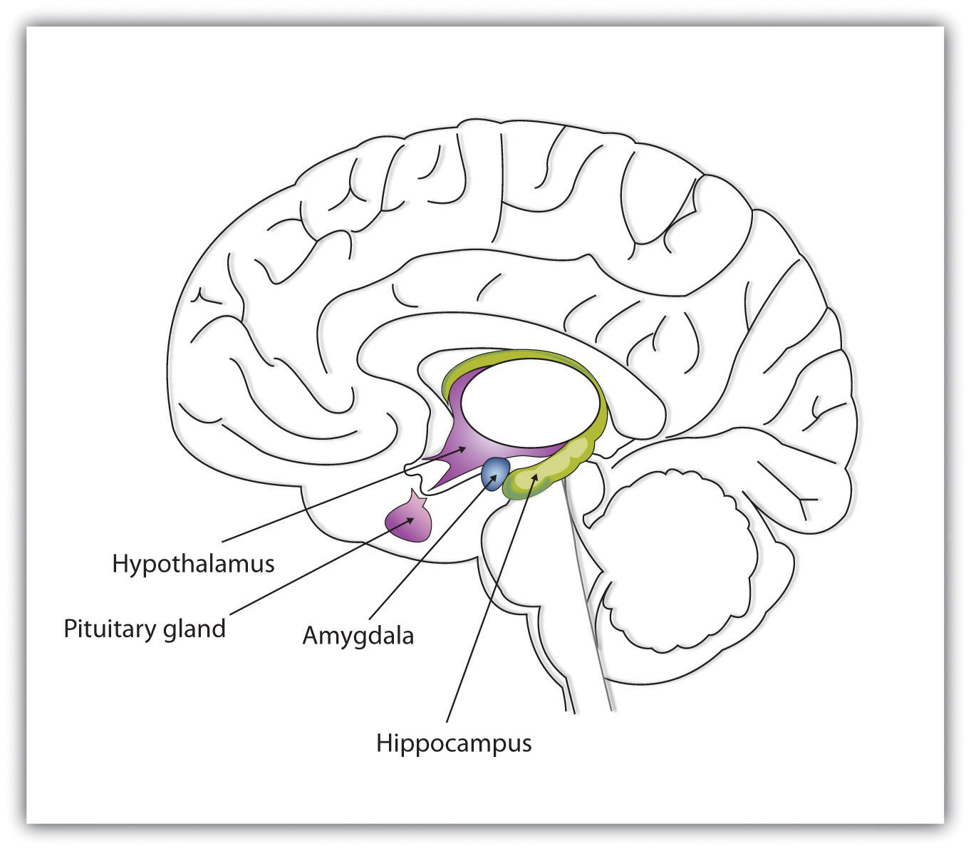 limbic system diagram blank