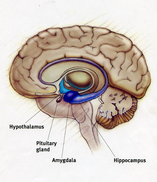 limbic system diagram blank
